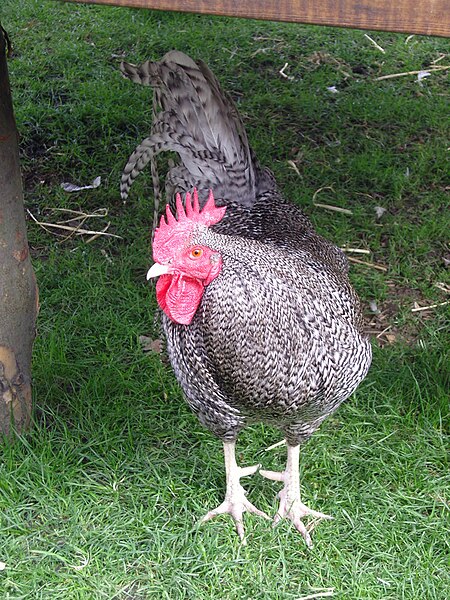 File:Scots Grey rooster.jpg