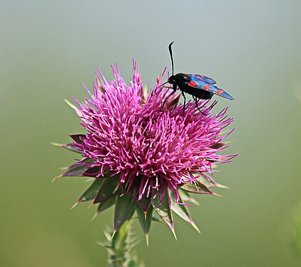 Sechsfleck-Widderchen (Six-spot Burnet, Zygaena filipendulae). Aufgenommen in Brjanskaja Gebiet, Russland.