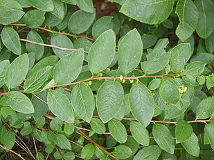 Foliage in Bupyung, Korea