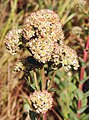 Sedum telephium 140805.jpg