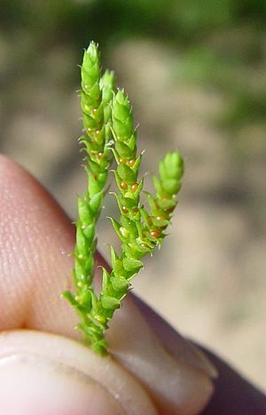 Hoja: Concepto y origen, Tipos de hojas según su momento de aparición durante la vida de la planta, Morfología foliar