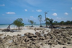 Mangrove trees on the beach, Shaheed Island