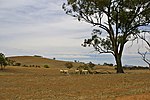 Vignette pour Sécheresse en Australie