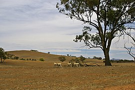 Troupeau de moutons affecté par la sécheresse à Uranquinty, Nouvelle Galles du Sud