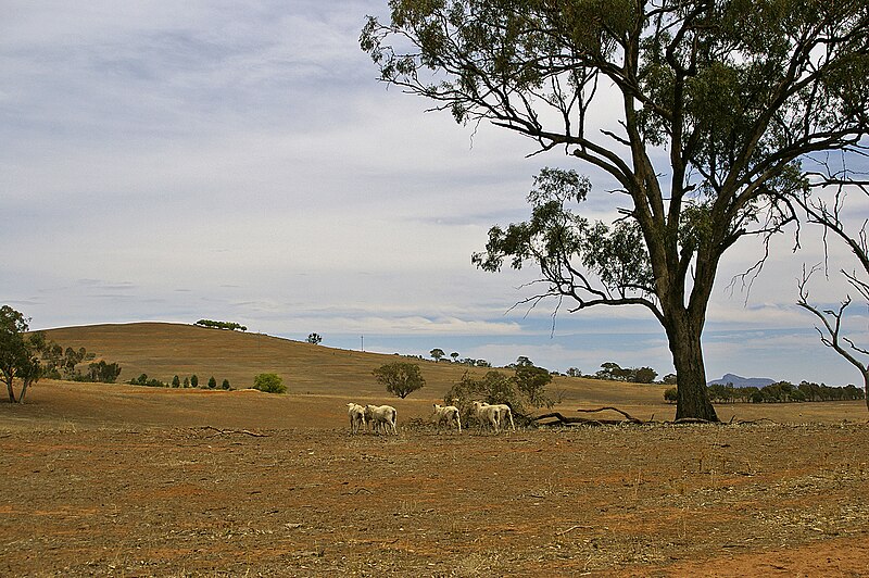 File:Sheep on a drought-affected paddock.jpg