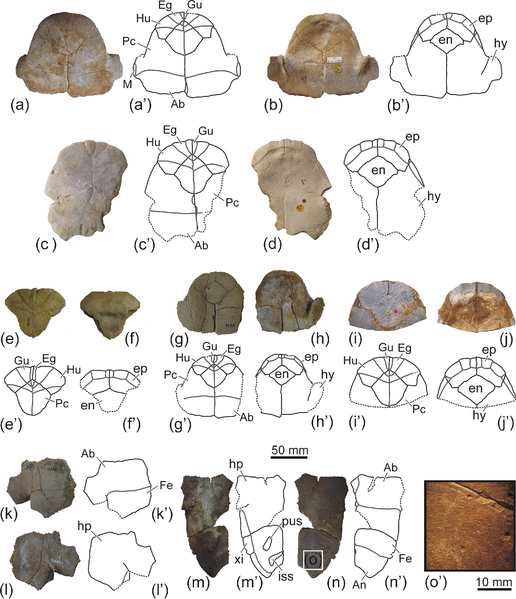 File:Shetwemys carapax3 - Garcia 2021.png