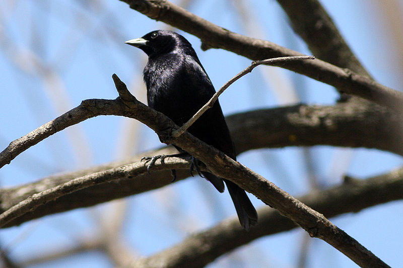 File:Shiny Cowbird (Molothrus bonariensis) (8077519954).jpg