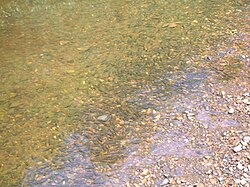 Minnows shoaling in the shallows at Eglinton Country Park in Scotland