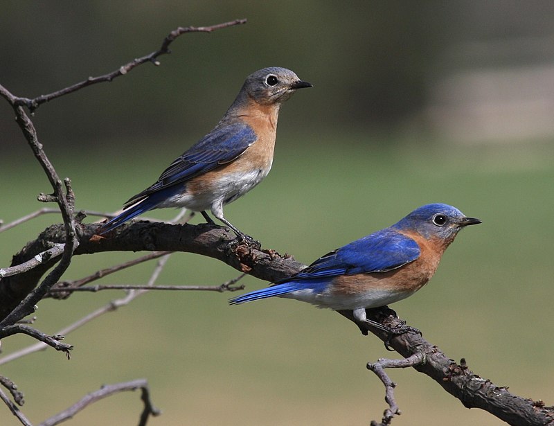 21 BLUE Birds That Live in the United States! (ID GUIDE) - Bird