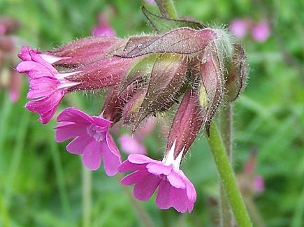 Silene dioica Silene dioica a2.jpg