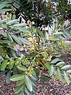 Simarouba glauca flowers 0.jpeg