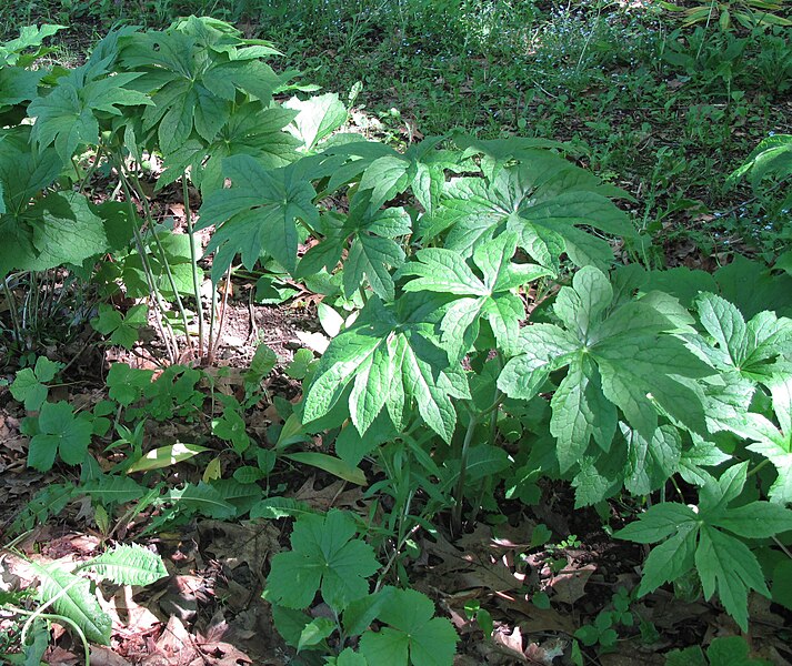 File:Sinopodophyllum hexandrum 15-p.bot-podo.hexa-26.jpg