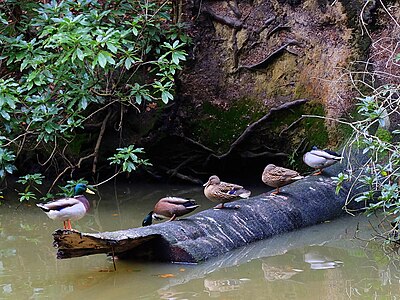 Sitting ducks: Three male and two female mallards on a tree trunk