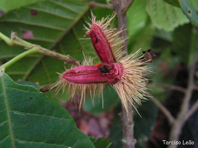 File:Sloanea guianensis, mamajuda-preta - Flickr - Tarciso Leão (3).jpg