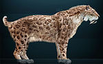 A reconstruction of the dirk-toothed cat Smilodon fatalis Smilodon fatalis Sergiodlarosa.jpg