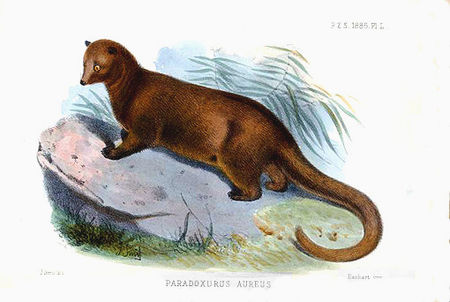 Paradoxurus aureus