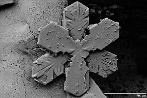 LT-SEM snowflake image (Downsampled version)