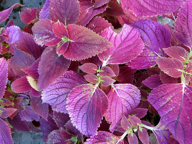 File:Solenostemon scutellarioides 'Alabama' 01.jpg