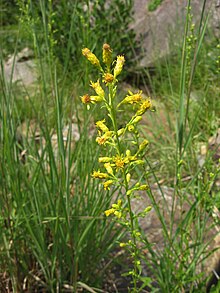 Solidago arenicola.jpg