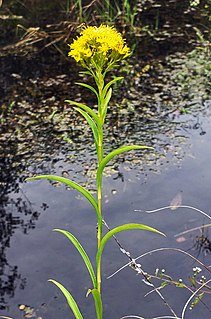 <i>Solidago riddellii</i> Species of flowering plant