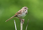 Thumbnail for File:Song sparrow in Prospect Park (93031).jpg