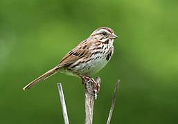 Melospiza melodia (song sparrow)