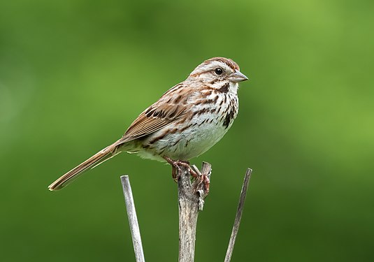 Song sparrow in Prospect Park