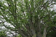 Čeština: Buk lesní (Fagus sylvatica L.), památný strom dle AOPK č. 102700 v k. ú. Spálenec, obec Zbytiny, okres Prachatice, Jihočeský kraj. English: Famous European beech (Fagus sylvatica L.) no. 102700 in Spálenec, Zbytiny, Prachatice District, South Bohemian Region, Czechia.