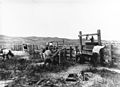 Dipping and Branding Cattle on Spade Ranch (ca. 1900)