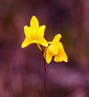 <i>Spathoglottis affinis</i> Species of orchid