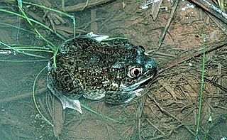 <span class="mw-page-title-main">Plains spadefoot toad</span> Species of amphibian