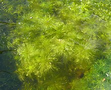 Sphagnum cuspidatum 100911b.JPG