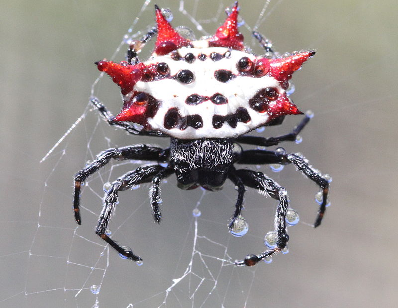 800px-Spiny_backed_orbweaver_spider.jpg