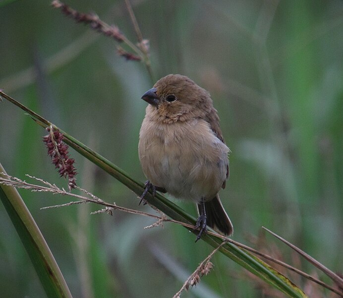 File:Sporophila minuta Espiguero ladrillo Ruddy-breasted Seedeater (female) (11482619296).jpg