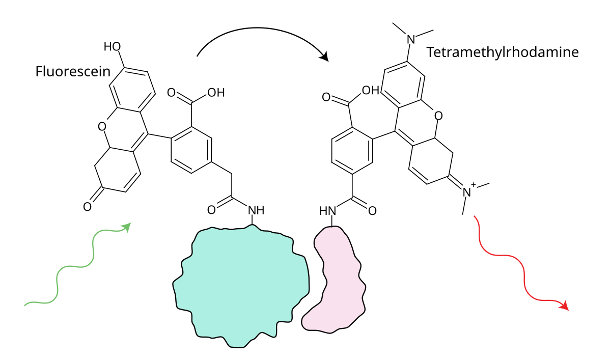 Флюоресцеин. Флуоресцеин молекула. Флуорофоры - органические молекулы,. Флуоресцентный декстран. Флуорофоры хитин Родамин.