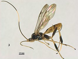 Stantonia annulicornis