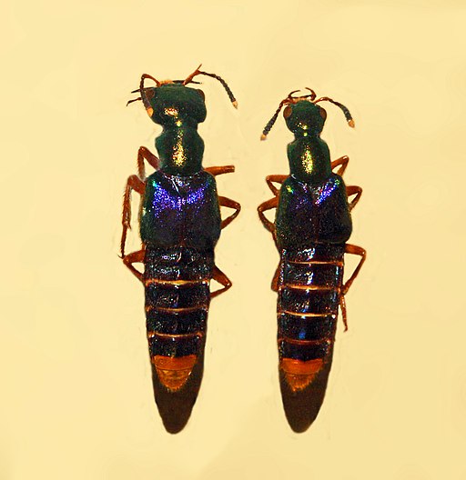 Staphylinidae - Actinus imperialis