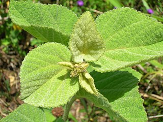 <i>Sidastrum</i> Genus of plants