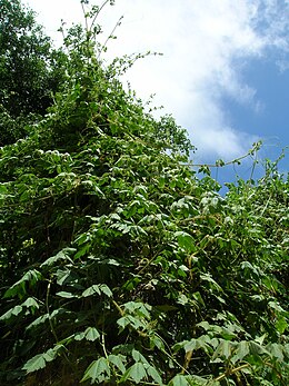 Cardiospermum sp. (Oahu, Waimanalo)