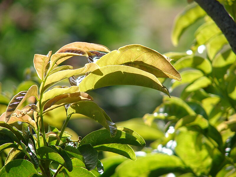 File:Starr 061224-2899 Harpullia pendula.jpg