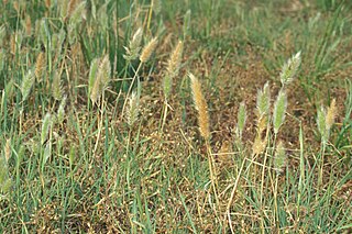 <i>Polypogon</i> Genus of grasses