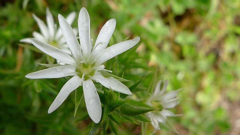 File:Stellaria pungens flower (6281531982).jpg