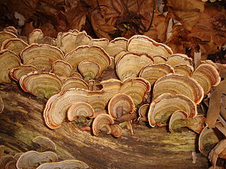 <i>Stereum ostrea</i> species of fungus