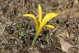 Sternbergia colchiciflora