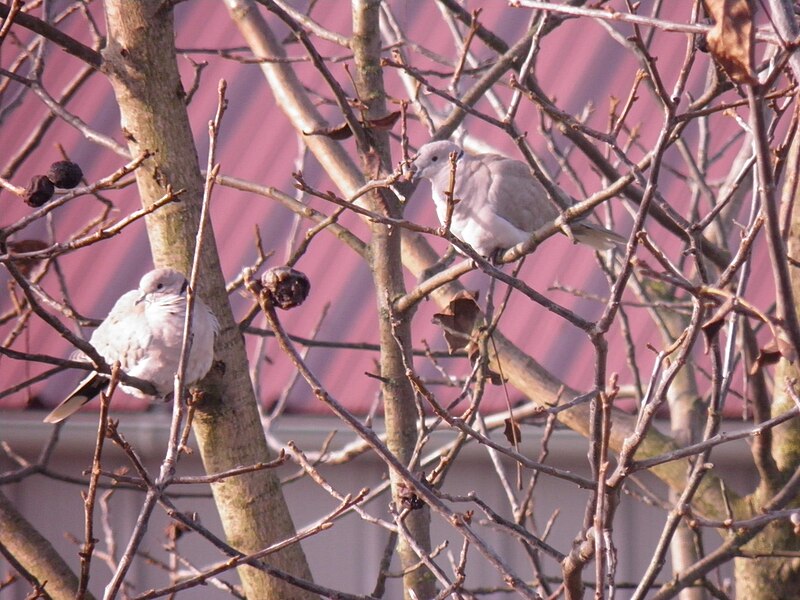 File:Streptopelia decaocto (Tourterelles turques).jpg