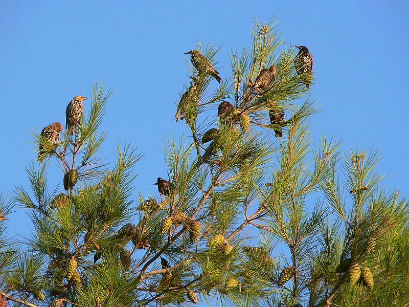 File:Sturnus vulgaris stop on migration.jpg