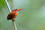 Thumbnail for Sulawesi dwarf kingfisher