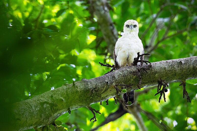 File:Sulawesi Hawk-Eagle (juvenile) 0A2A4605.jpg