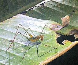 Supersonus sp. male in Ecuador Supersonus spp Ecuador.jpg