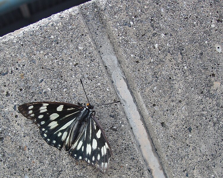 File:Swallowtail.jpg